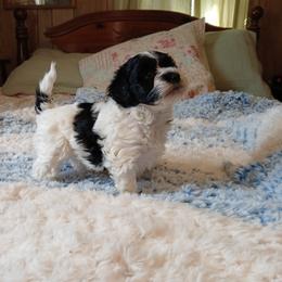 Almond Joy - White female Havapoo puppy in Blanch, North Carolina from Faithful Hearts Kennel