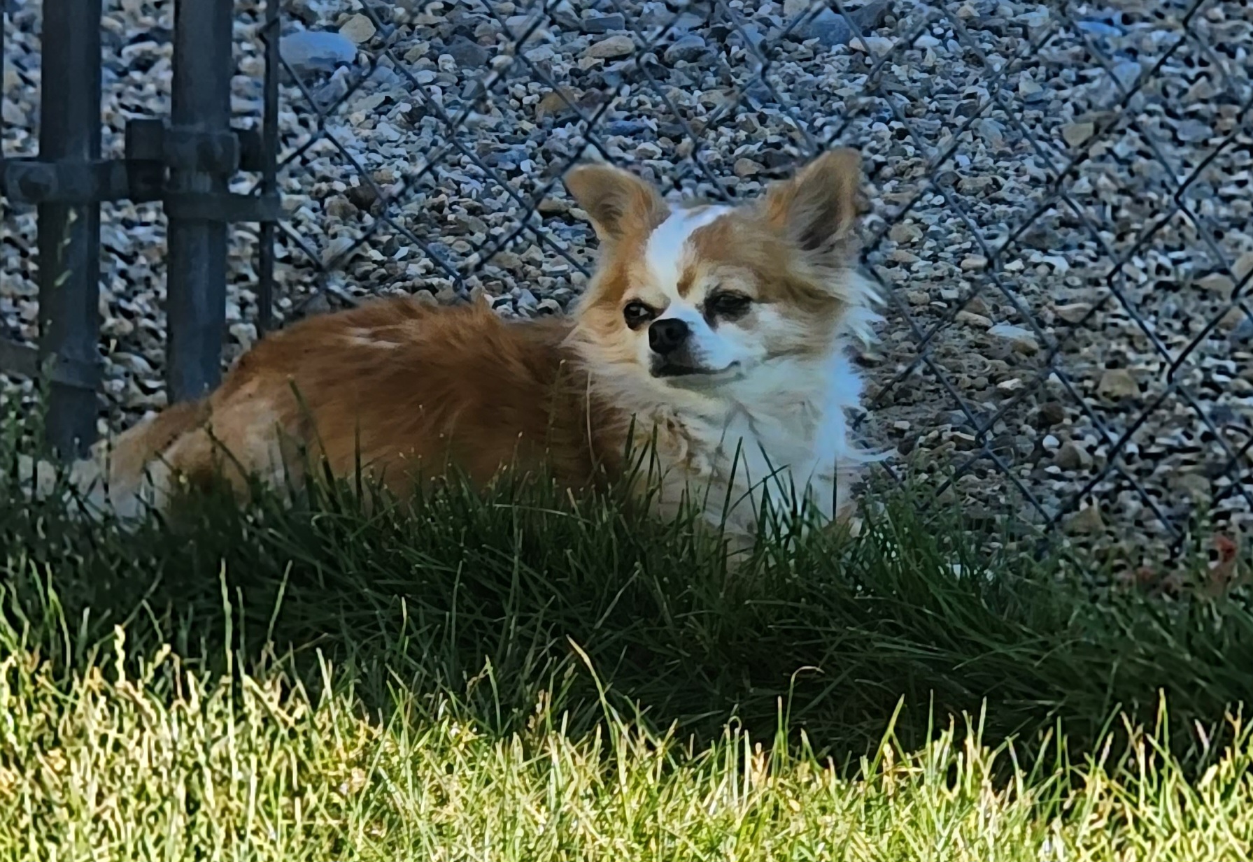 CELINE - Chihuahua