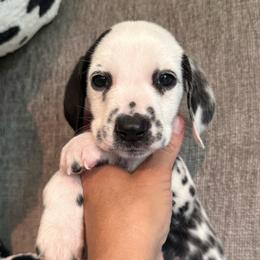 Jim Carrey - White and black male Dalmatian puppy in Newfoundland, Pennsylvania from Poconopaws