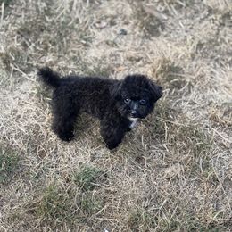 Latte - Black male Schnoodle puppy in Portland, Oregon from Marlen Poodles&Doodles