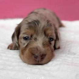Doctor Barbie - Dapple female Dachshund puppy in Chandler, Arizona from Vonaducci Doxies, LLC.
