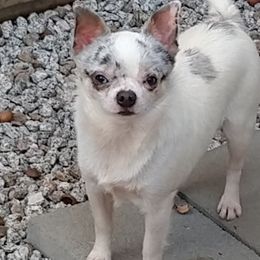 Merlin - Chihuahua