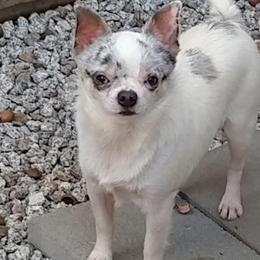 Merlin - Chihuahua