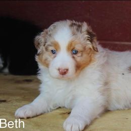 Australian Shepherd Puppies from Tru Blu Aussies