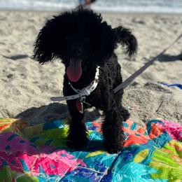 Bronx - Poodle