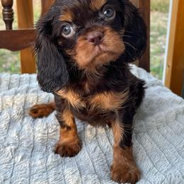 Murphy - Chocolate male Cavalier King Charles Spaniel puppy in Caldwell, Idaho from Treasure Valley Poodles