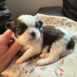 Girl 3 parti-colored - Tricolor female Shih Tzu puppy in Citrus Heights, California from The Lion dog Shih Tzu