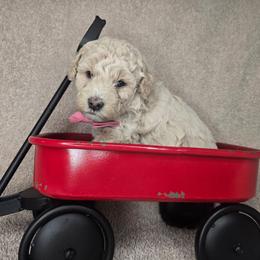 Yellow - Cream male Goldendoodle puppy in Grovetown, Georgia from Snug-a-Doodles