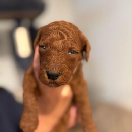 Purple collar - Red  female Poodle puppy in Riverside, California from Riverside red poodles
