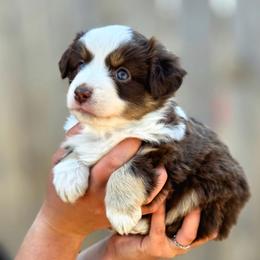 SPRUCE - Red tri male Toy Australian Shepherd puppy in Viking, Minnesota from Son Shine Farm
