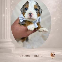 Boy 1 - male Bernedoodle puppy in Canton, Georgia from Teddy Puppies