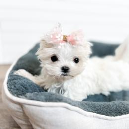 Mal-Shi and Maltese Puppies from Petite Pawz
