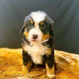Honey - Black rust and white female Bernese Mountain Dog puppy in Alabama from Dogwood Creek Bernese