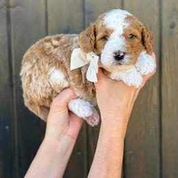 Robin - Boy 4 - Red male Bernedoodle puppy in Bellville, Ohio from Bernedoodle Buddies