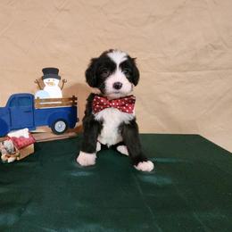 Elliot - Sheepadoodle puppy from Oodles of poodles and doodles