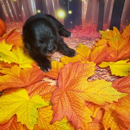 Ace - Black male Pomeranian puppy in Weatherford, Texas from Jeweled Poms