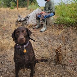 Dana - Labrador Retriever
