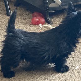 Scottish Terrier Puppies from Carnes Croft Scotties