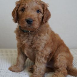 Forest Green - Apricot male Goldendoodle puppy in Elk Grove, California from Foxi Goldendoodle