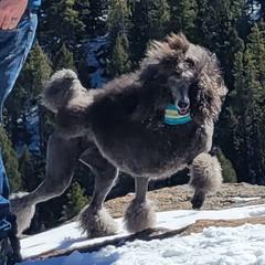 Poodles from Apex Poodles