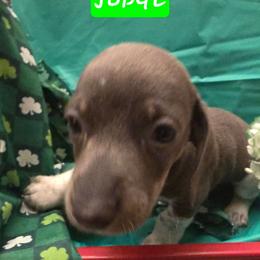 Judge - Piebald male Dachshund puppy in Poplarville, Mississippi from T's Kennel