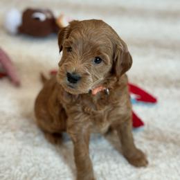 Pumpkin - Red  female Goldendoodle puppy in Wharton, Texas from Little Fur Friends