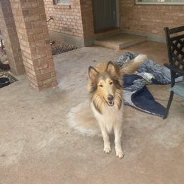 Regal Lassies boy - Collie