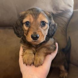 Alena (RUSSIAN LINES) - Red female Dachshund puppy in Goldthwaite, Texas from Mini Mama Dachshunds