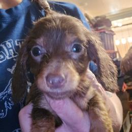 Sienna's smaller chocolate and tan longhair boy - Chocolate and tan male Dachshund puppy in Lyle, Washington from Wines Wienery