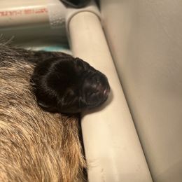 Border Terrier Puppies from Devonwood Border Terriers