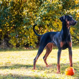 Doberman Pinscher All Grown Up from Warsong Dobermann