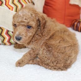 Candy - Apricot female Poodle puppy in Stokesdale, North Carolina from His and Hers Poodles and Doodles