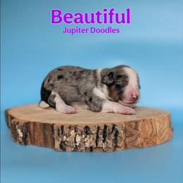 Beautiful - Blue merle female Aussiedoodle puppy in Lake Bronson, Minnesota from Jupiter Doodles