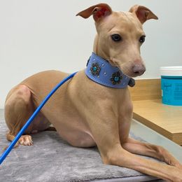 Italian Greyhounds from Hunter_Moon Hounds