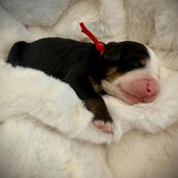 Brady - Black rust and white male Bernese Mountain Dog puppy in Idaho from Bernese By Barzees