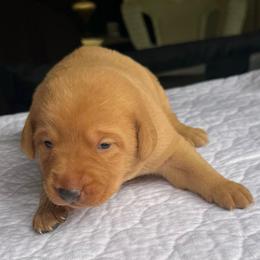 Red boy - Yellow male Labrador Retriever puppy in Monticello, Georgia from Hollow Meadows Retrievers