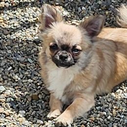 GCHB Sired Charm - Chihuahua