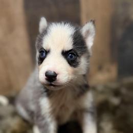 Boy 3 - Black and white male Siberian Husky puppy in Solon Springs, Wisconsin from Werpstead Shorties