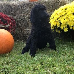 Girl 2 - Black Poodle puppy in Shortsville, New York from Hidden Ridge Ranch