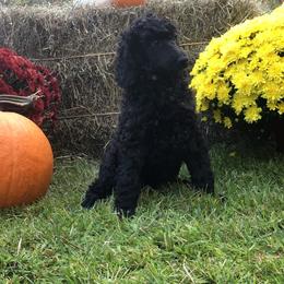 Girl 2 - Black Poodle puppy in Shortsville, New York from Hidden Ridge Ranch