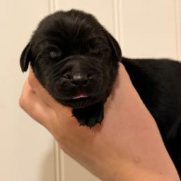 Ed Sheeran - Black male Newfoundland puppy in Tully, New York from Bear Paw Newfoundlands