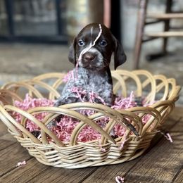 Airedale Terrier and German Shorthaired Pointer Puppies from Aim High Airedales & German Shorthaired Pointers