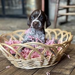 Airedale Terrier and German Shorthaired Pointer Puppies from Aim High Airedales & German Shorthaired Pointers