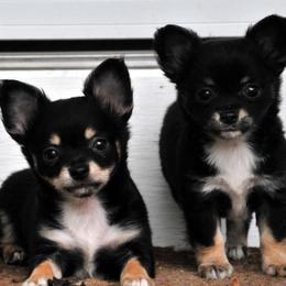 Chihuahua Puppies from Happy Little Chihuahuas