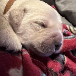 Golden Retriever Puppies from Hagan's Golden Retrievers