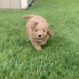 Goldendoodle Puppies from Aimee Schamback