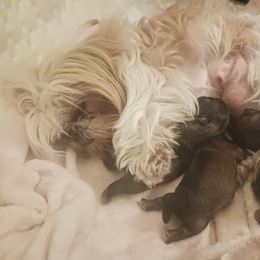 Shih Tzu Puppies from Peterson Shih Tzus