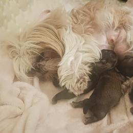 Shih Tzu Puppies from Peterson Shih Tzus