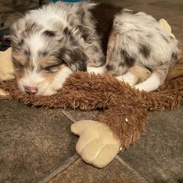 Aussiedoodle Puppies from Drew’s Aussies & Doodles