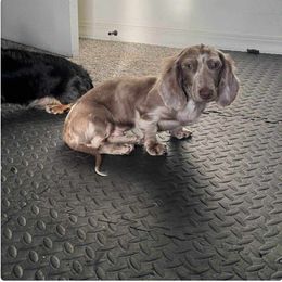 Moss - Fawn (isabella) and cream male Dachshund puppy in El Paso, Texas from InnerVision K9 & Dachs